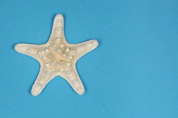 Estrella Mar Blanca Sobre Fondo Azul Con Espacio Para Copiar — Foto de Stock
