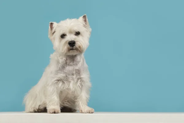 Schattig Vergadering West Highland White Terriër Westie Kijken Naar Camera — Stockfoto