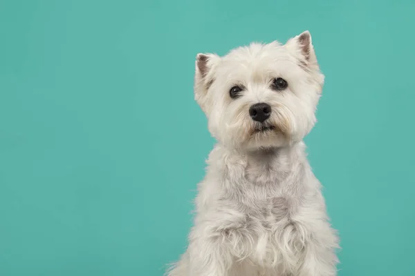Portret Van Een West Highland White Terriër Westie Hond Blik — Stockfoto