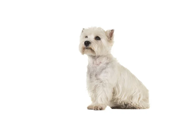 West Highland White Terrier Perro Westie Sentado Mirando Hacia Arriba —  Fotos de Stock
