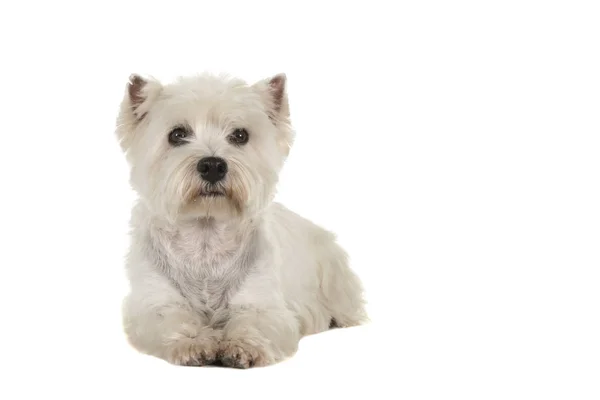West Highland White Terrier Vagy Westie Kutya Fekve Nézi Kamera — Stock Fotó