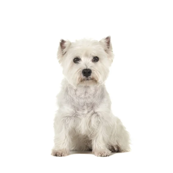 West Highland White Terrier Perro Westie Sentado Mirando Cámara Aislado —  Fotos de Stock