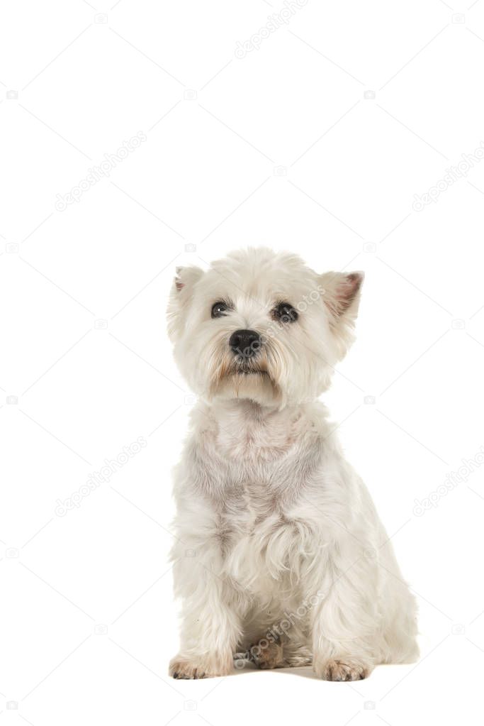 West highland white terrier or westie dog sitting looking up isolated on a white background