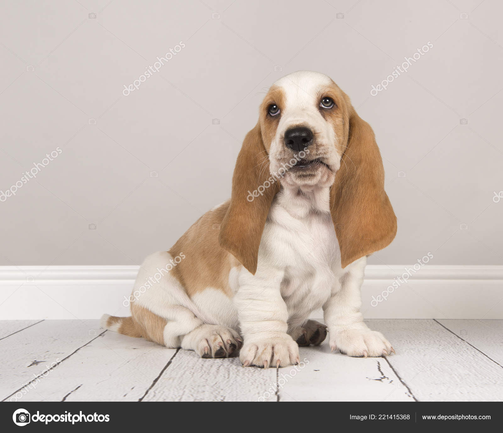 Cute Bicolor Basset Hound Puppy Sitting Looking Gray Living Room