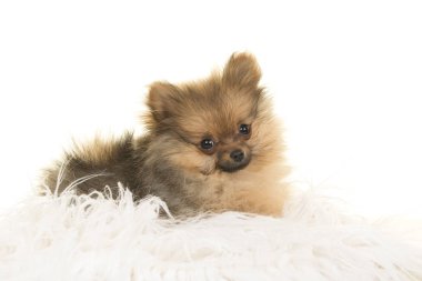 Kameraya bakarak beyaz bir arka plan üzerinde beyaz bir kürk üzerinde yatarken şirin pomeranian köpek yavrusu köpek