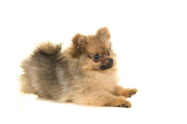 Yandan görülen beyaz bir arka plan üzerinde yatarken şirin oynak pomeranian köpek yavrusu köpek izole