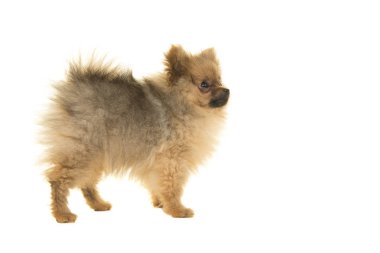 Pomeranian köpek yavrusu köpek ayakta sağa arıyorsunuz taraftan görülen beyaz bir arka plan üzerinde izole