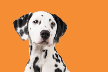 Dalmaçya köpek portre turuncu bir arka plan üzerinde