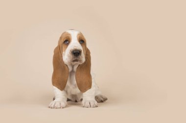 Basset tazı köpek yavrusu bir krem arka plan üzerinde oturan Cute
