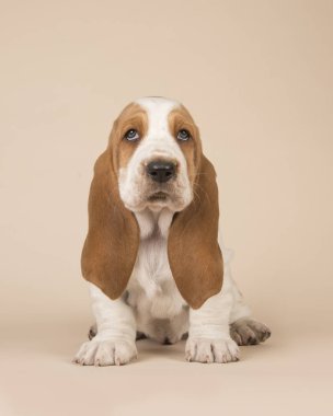 Basset tazı köpek yavrusu dikey görüntü kamera bakarak bir krem zemin üzerine oturan Cute