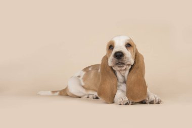 Bir krem arka taraftan görüldü yatarken şirin basset tazı köpek yavrusu