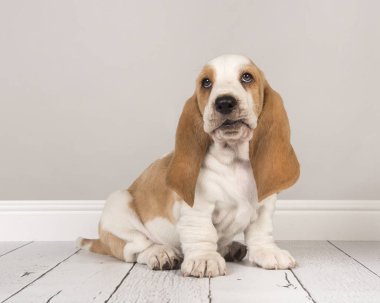 Şirin bicolor basset tazı köpek yavrusu oturma ve bir gri oturma odası ortamda ararken