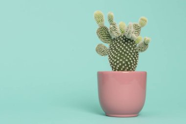 Kopya için alan bir turkuaz mavi zemin üzerine pembe bir saksı kaktüs bitki
