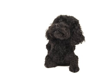 Beyaz bir arka plan üzerinde siyah labradoolde köpek ararken aşağı yalan izole