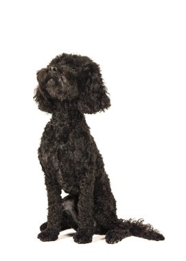 Siyah labradoolde köpek oturma ve beyaz bir arka plan üzerinde izole taraftan görüldü ararken