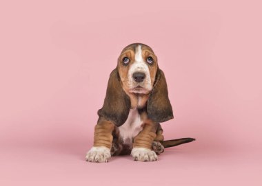 Şirin basset tazı köpek yavrusu köpek oturma bir pembe bakarken