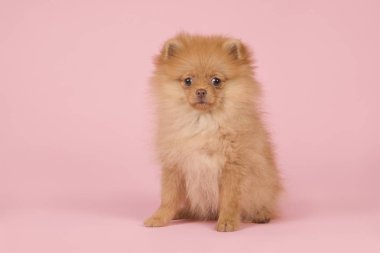 Kameraya bakarak bir pembe şirin mini spitz köpek yavrusu köpek oturma