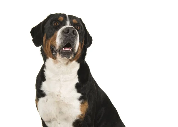 Portrait Great Swiss Mountain Dog White Background Looking Horizontal Image — Stock Photo, Image