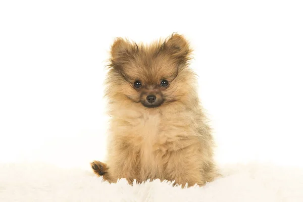 Lindo Perro Cachorro Pomerano Sentado Sobre Pelaje Blanco Sobre Fondo — Foto de Stock