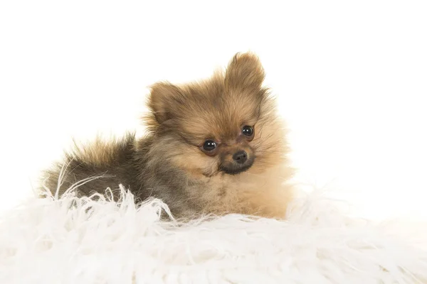 Lindo Perro Cachorro Pomerania Acostado Sobre Pelaje Blanco Sobre Fondo —  Fotos de Stock