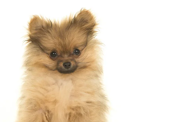 Portret Van Een Pommeren Puppy Hondje Geïsoleerd Een Witte Achtergrond — Stockfoto