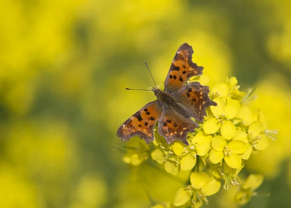 Comma butterfly with open wings resting on rapeseed