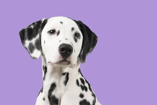 Dalmatian Dog Portrait Lavender Purple Background — Stock Photo, Image