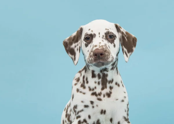 Brown Spotted Portret Szczeniak Dalmacji Niebieskim Tle — Zdjęcie stockowe