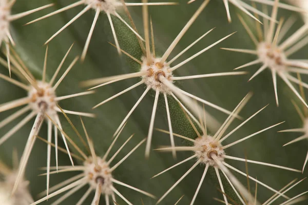 Fullformat Som Närbild Taggig Thorn Grön Kaktus Diagonala Linjer — Stockfoto