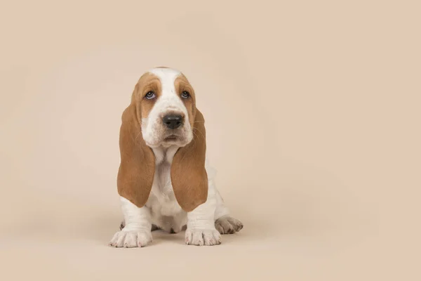 Cute Basset Hound Pup Zittend Een Crème Achtergrond — Stockfoto