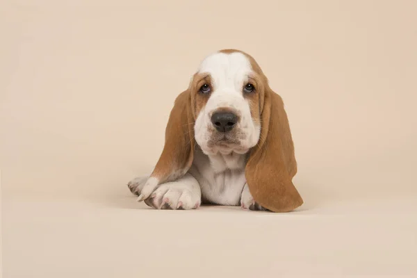 Lindo Cachorro Basset Hound Acostado Visto Desde Frente Sobre Fondo — Foto de Stock