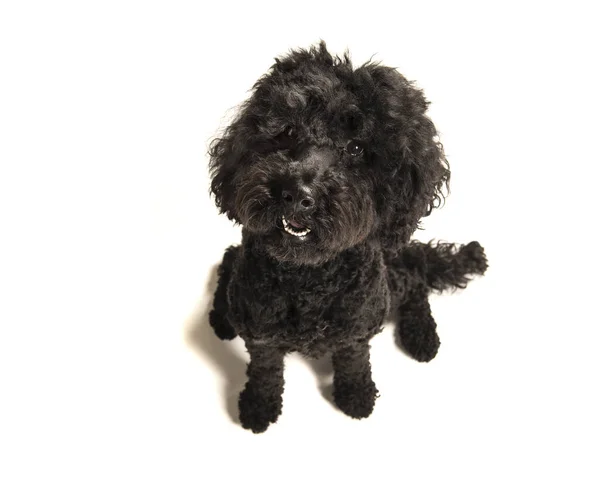 Чорний Собака Лабрадодл Дивиться Вгору Високого Кута Зору Білому Тлі — стокове фото