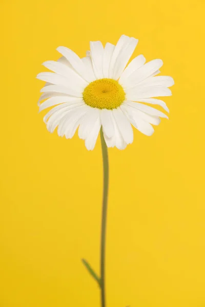 Floração Grande Margarida Branca Com Caule Sobre Fundo Amarelo — Fotografia de Stock