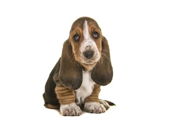 Entzückend Traurig Aussehende Tricolor Bassetthund Welpe Sitzt Und Schaut Isoliert — Stockfoto