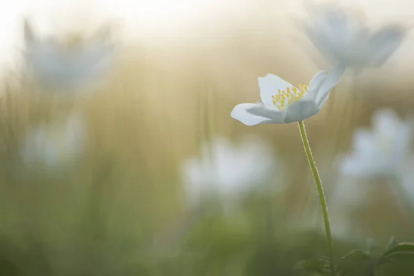 Ανθισμένα Λουλούδια Λευκό Ξύλο Ανεμώνη Ένα Ρομαντικό Περιβάλλον — Φωτογραφία Αρχείου