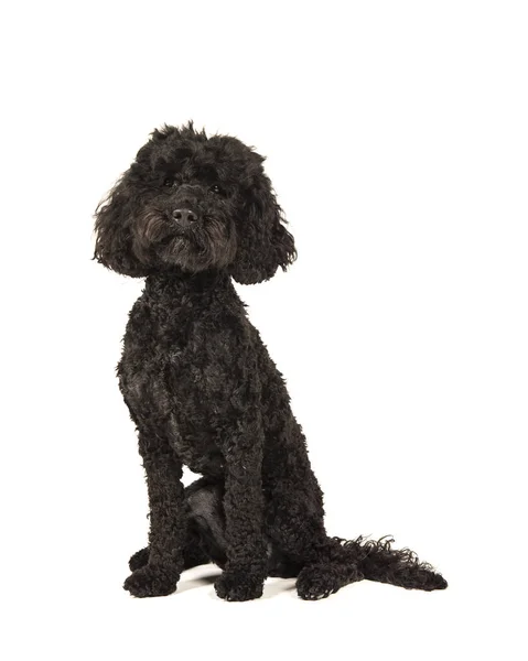 Černá Labradoolde Pes Sedí Při Pohledu Fotoaparát Izolovaných Bílém Pozadí — Stock fotografie