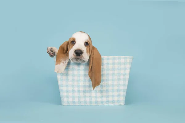 Chiot Chien Basset Mignon Dans Panier Carreaux Bleu Sur Fond — Photo