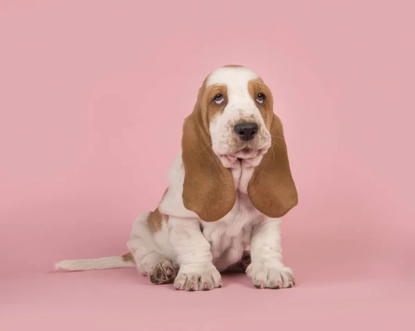 棕色和白色巴塞特猎犬小狗坐在粉红色的背景下看起来可爱 — 图库照片