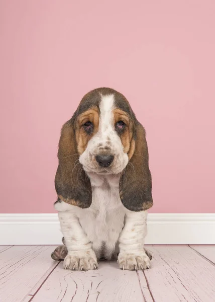 Basset Hound Pup Vergadering Zoek Cute Een Roze Studio Woonkamer — Stockfoto