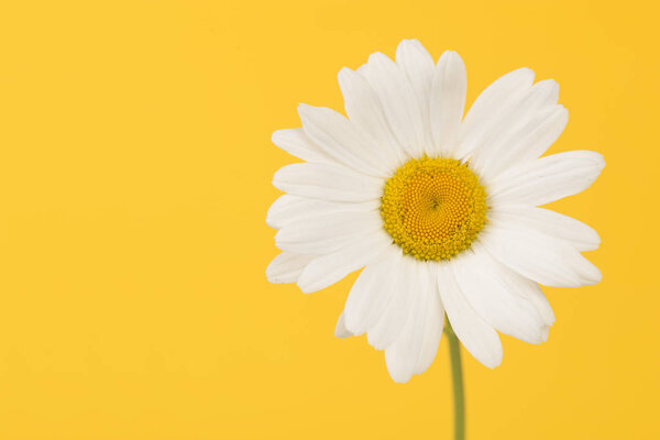 Цветущая большая белая маргаритка со стеблем на желтом фоне
