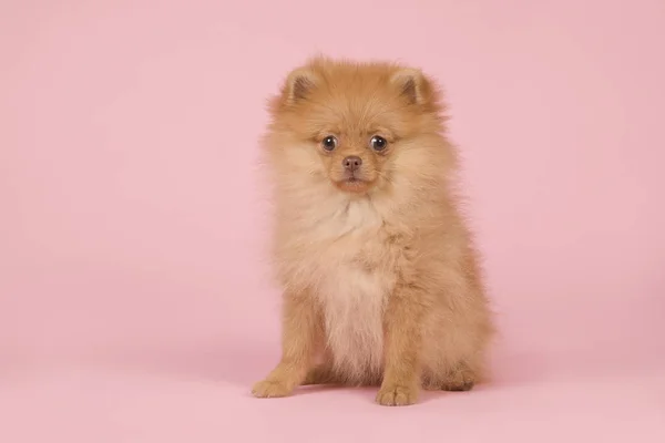 Niedliche Mini Spitz Welpe Hund Sitzt Und Schaut Die Kamera — Stockfoto