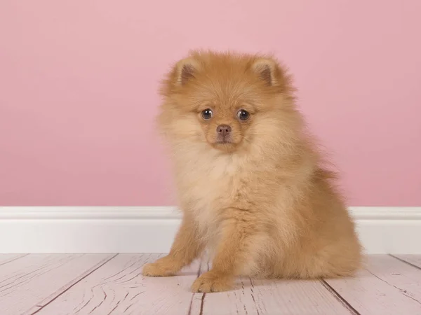 かわいいミニ スピッツ子犬犬立っているピンクのリビング ルーム スタジオの設定でカメラを見て — ストック写真