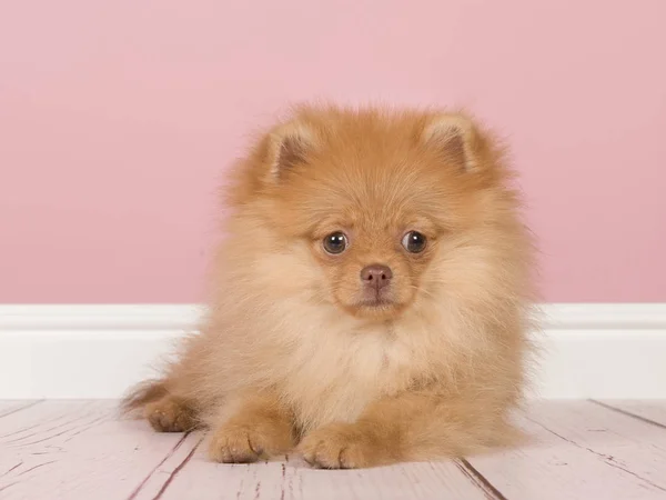 Cute Mini Spitz Puppy Dog Lying Looking Camera Pink Living — Stock Photo, Image