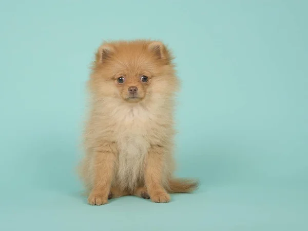 Niedliche Mini Spitz Welpe Hund Sitzt Und Schaut Die Kamera — Stockfoto