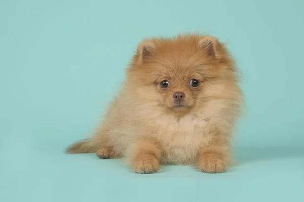 Cute Mini Spitz Puppy Dog Lying Looking Camera Blue Turquoise — Stock Photo, Image