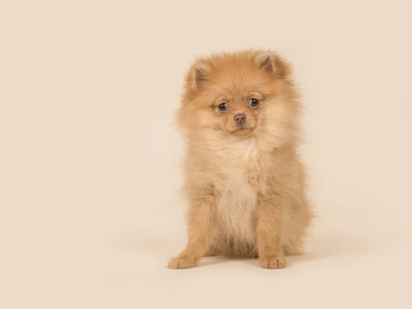 Schattig Mini Spitz Pommeren Puppy Honden Vergadering Kijken Naar Camera — Stockfoto