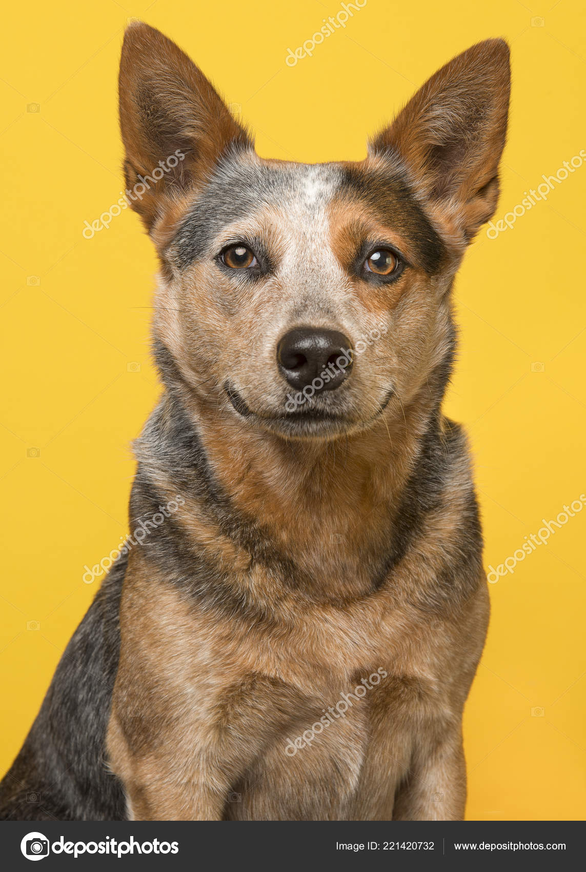 orange australian cattle dog