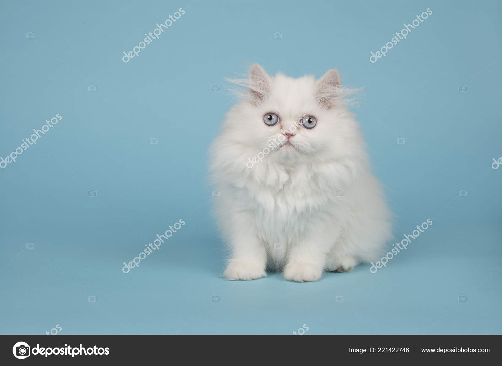 White Persian Longhair Kitten Blue Eyes Sitting Blue Background