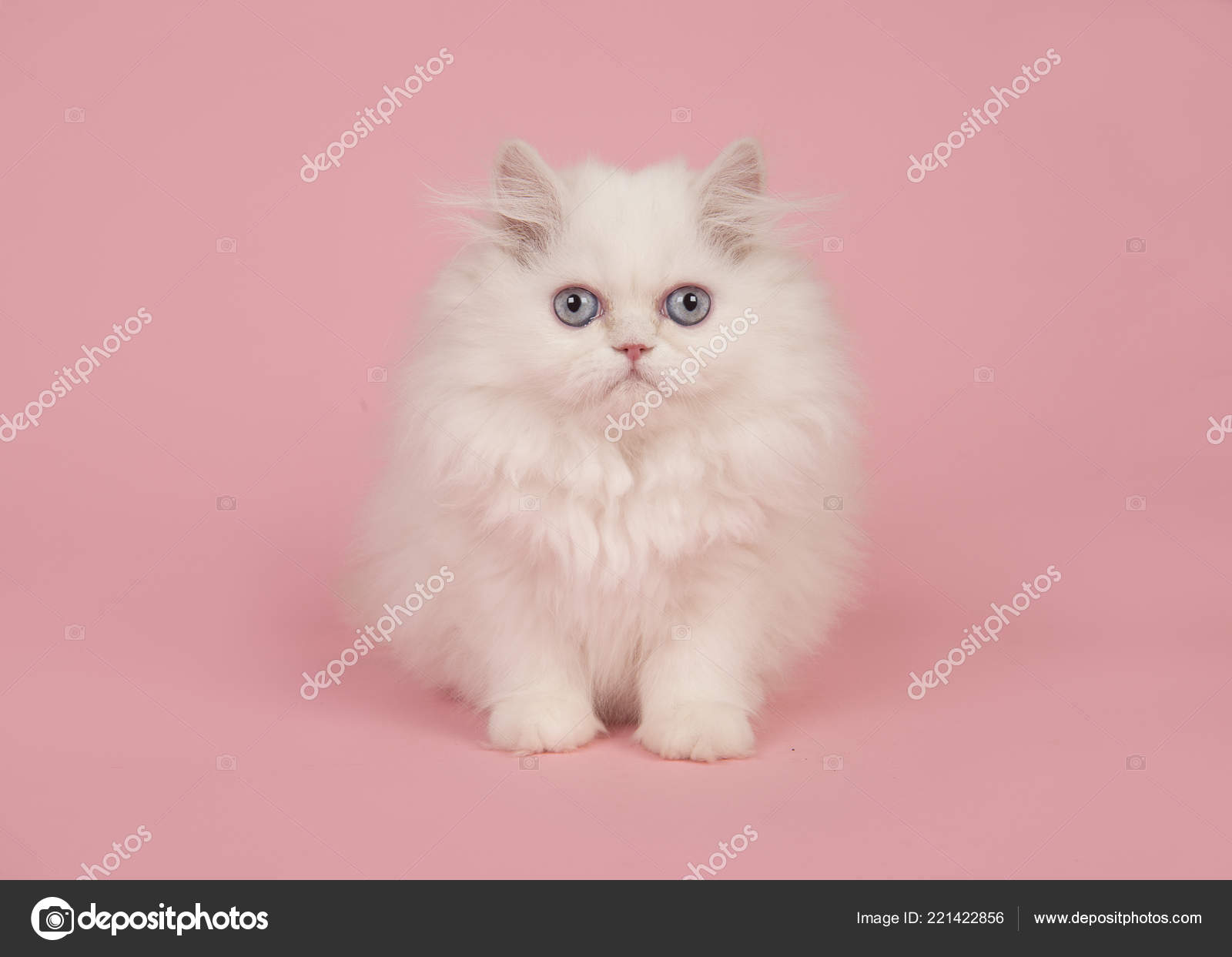 Chaton Poil Long Persan Blanc Aux Yeux Bleus Assis Sur