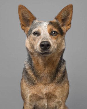 Kameraya içerik seyir gri arka plan üzerinde bir Avustralyalı büyükbaş hayvan köpek portresi 